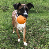Aussie Dog - Buddy Ball - Medium - dogthings.co