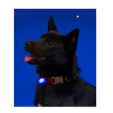 Bacon Go Out Club LED Light - 5 Colours