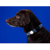 Bacon Go Out Club LED Light - 5 Colours