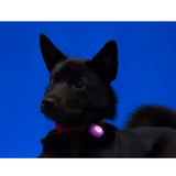 Bacon Go Out Club LED Light - 5 Colours