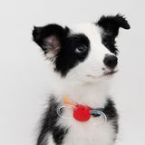 Pidan - Dog Safety Light - dogthings.co