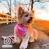 Ripley and Rue - Barkie Dog Bandana