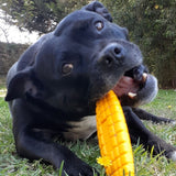 Sodapup - Corn on the Cob - dogthings.co