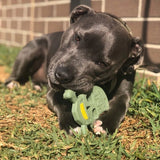 Sodapup - Skull and Cross Bones - dogthings.co