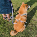 Tinklylife - Rainbow Harness - dogthings.co