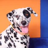 Tinklylife - Rainbow Collar - dogthings.co