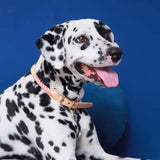 Tinklylife - Rainbow Collar - dogthings.co