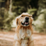 WAG - Kangaroo Straight Bones 6 pk