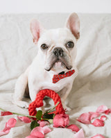 dogthings Be My Valentine Rope Toy - dogthings.co