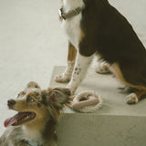 Peachy Dogs - Chewy Toy