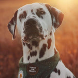 Scout's Honour - Tricks for Treats Iron-on Patch