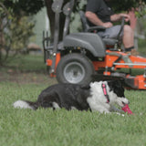 Scream - Xtreme Treat Bone