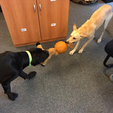 Aussie Dog - Buddy Ball - Medium - dogthings.co
