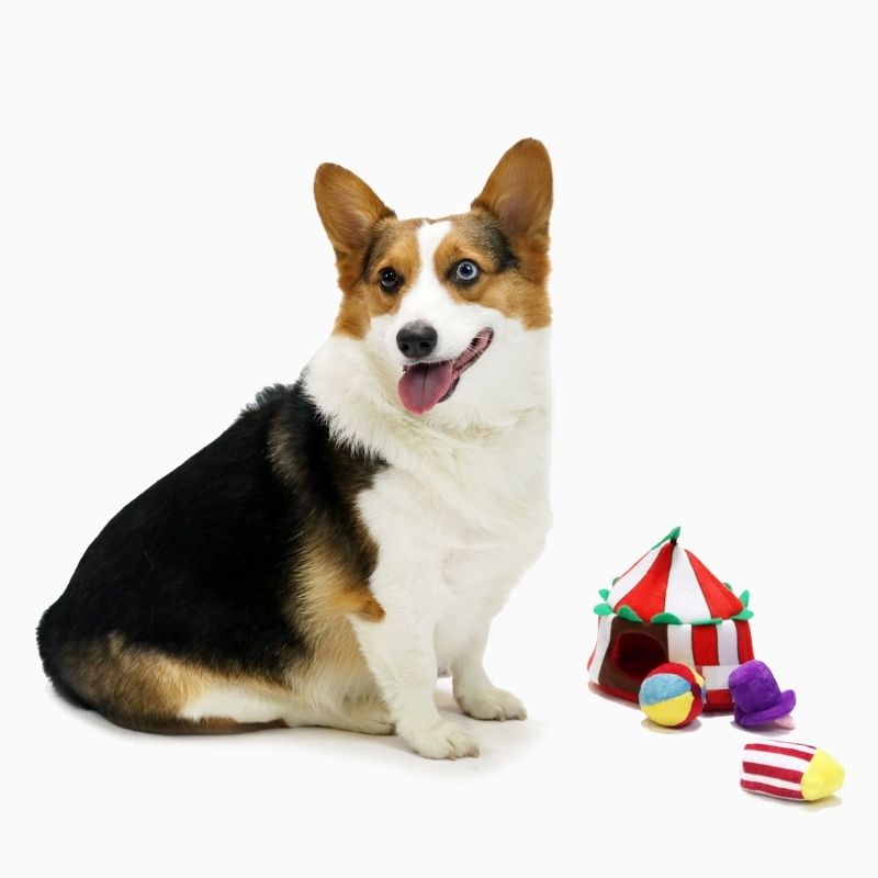 HugSmart - Circus Enrichment Toy - dogthings.co