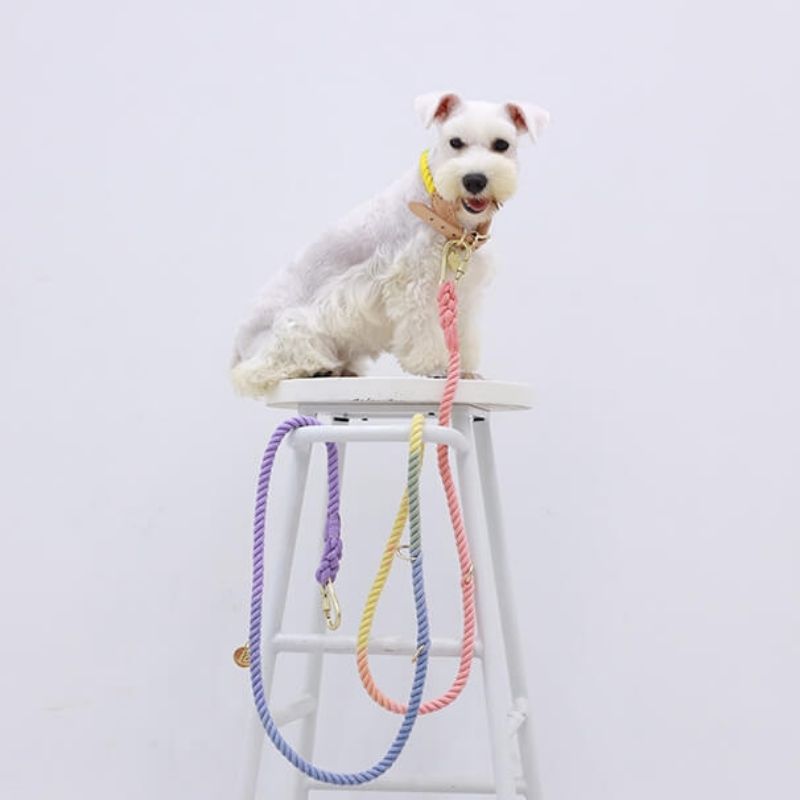 Tinklylife - 6 in 1 Rainbow Leash - dogthings.co