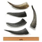 WAG - Goat Horn - Small - dogthings.co