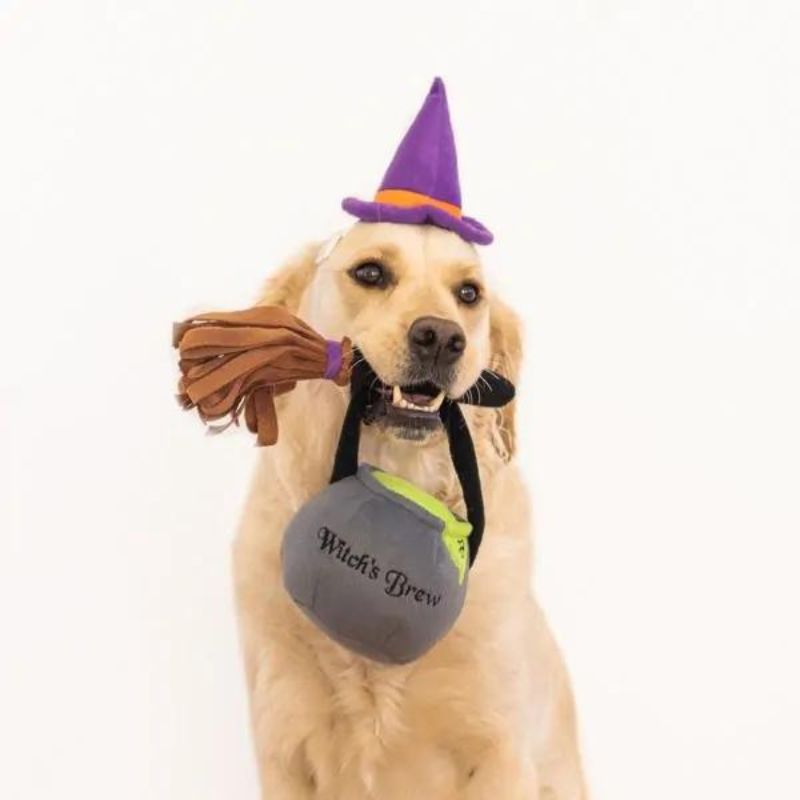 Zippy Paws - Halloween Costume Witch