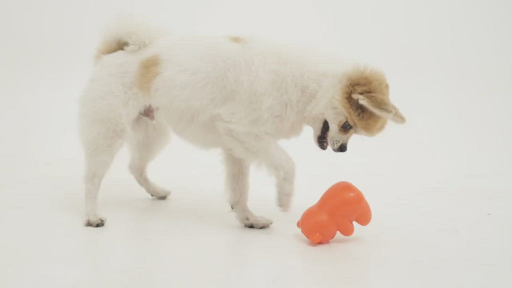 Video of Bacon Gummy Bear Treat Dispenser Toy